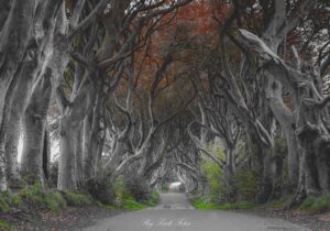 Dark Hedges